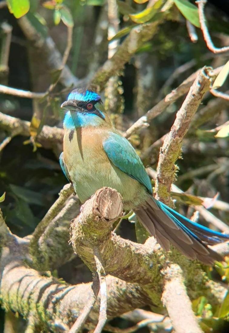 El Chaguite Monteverde Eksteriør billede
